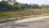 ময়মনসিংহ মুক্তাগাশা    ৪৩ শতাংশ  জমি  বিক্রয়  হবে